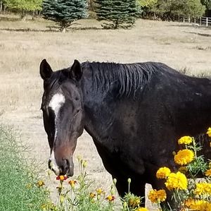 Meet your Posher, Lia